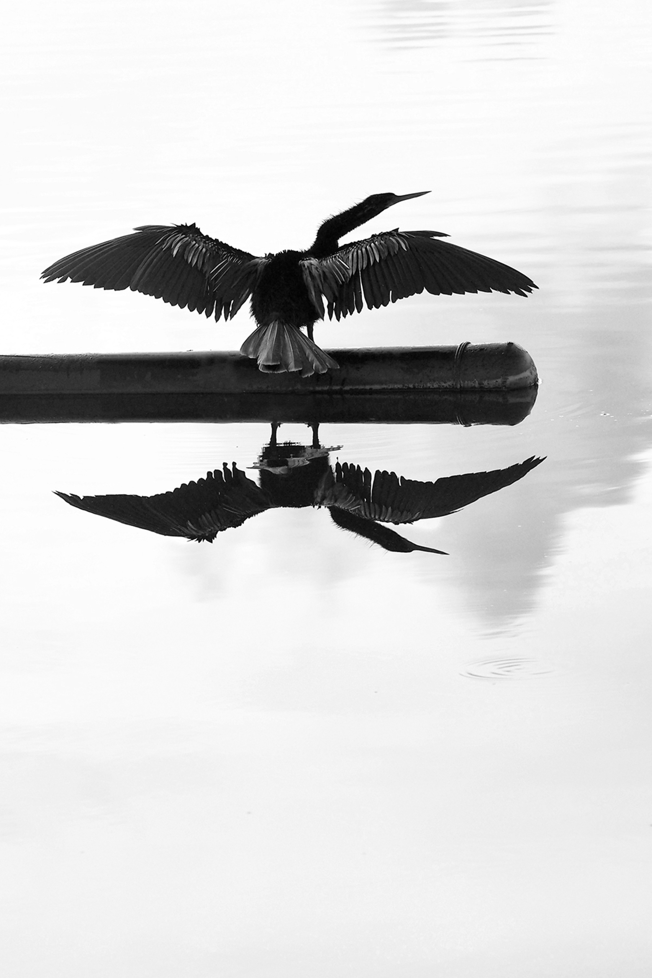 Anhinga Dawn