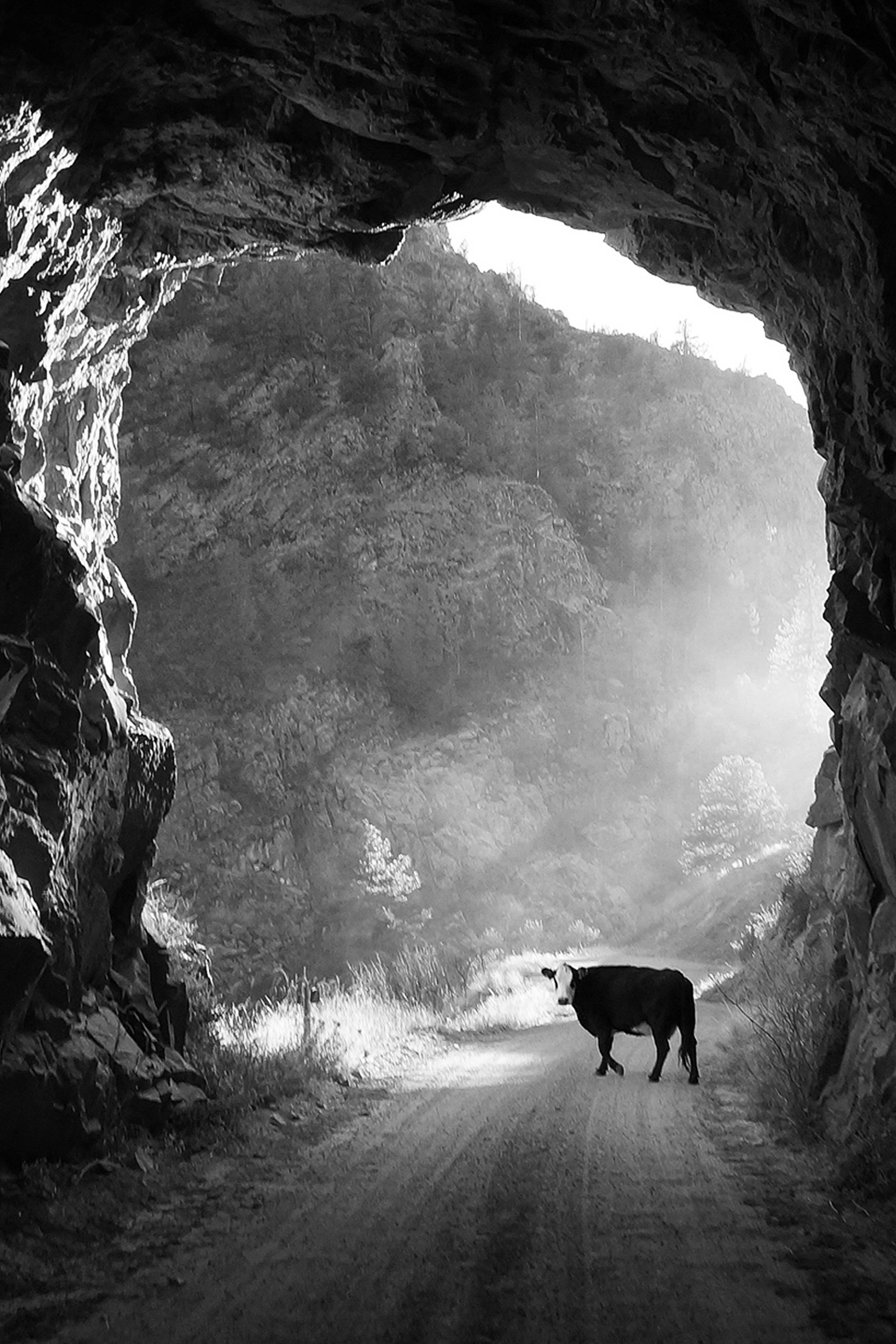 Cow in Miner’s Tunnel