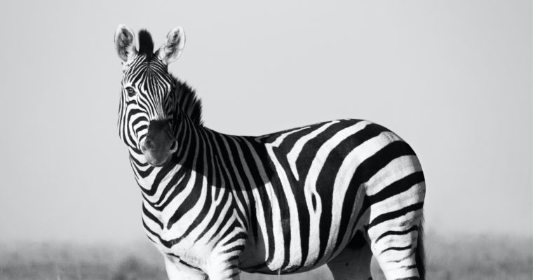 The Longing of Zebras
