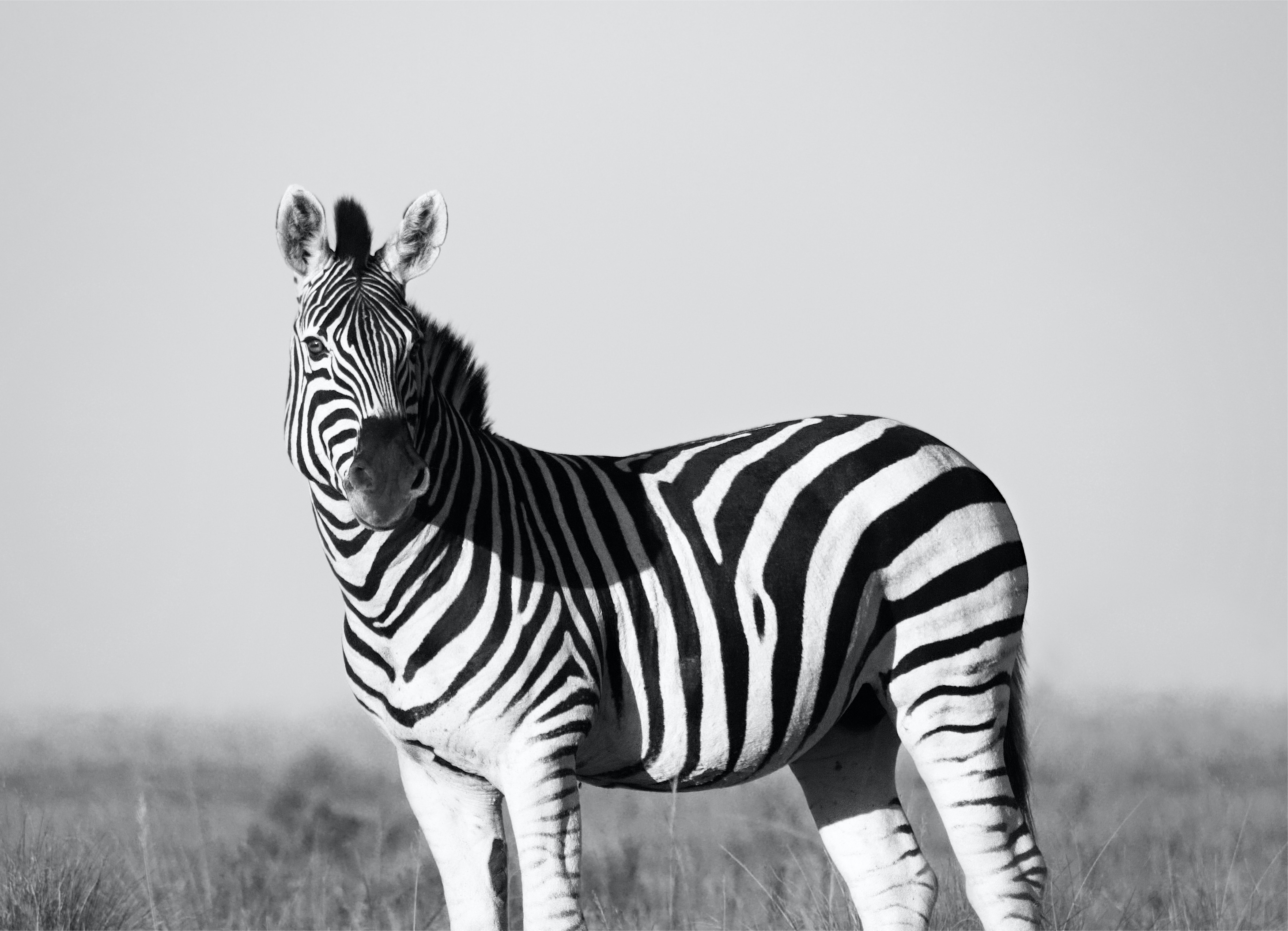 The Longing of Zebras