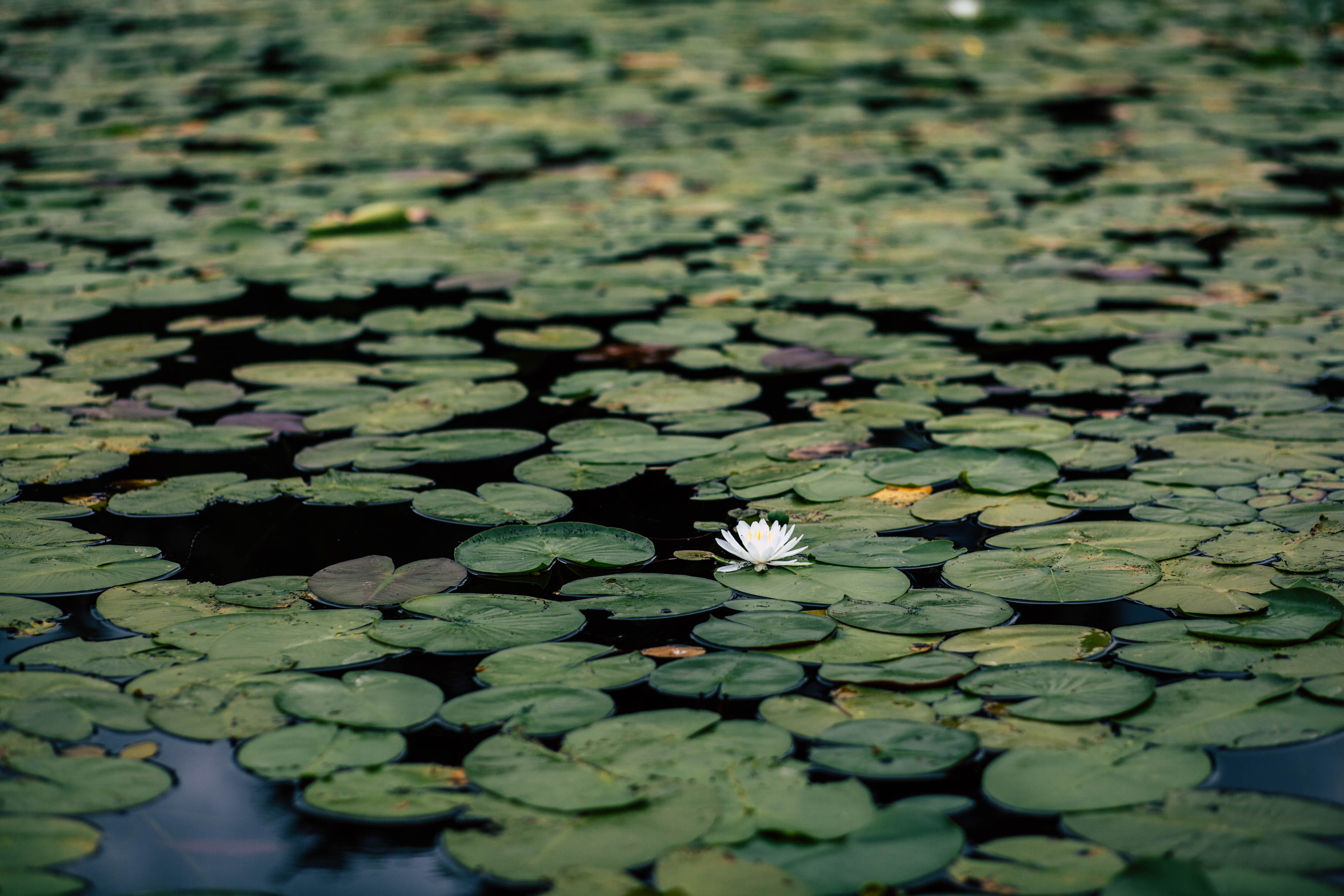 At Blackthorn Pond