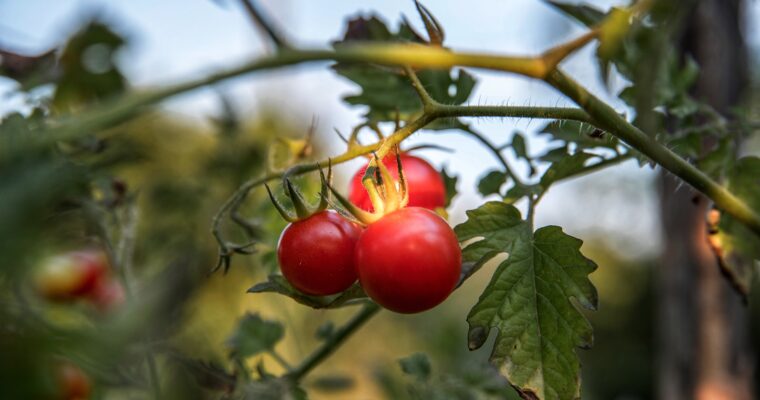 The Tomato Fields