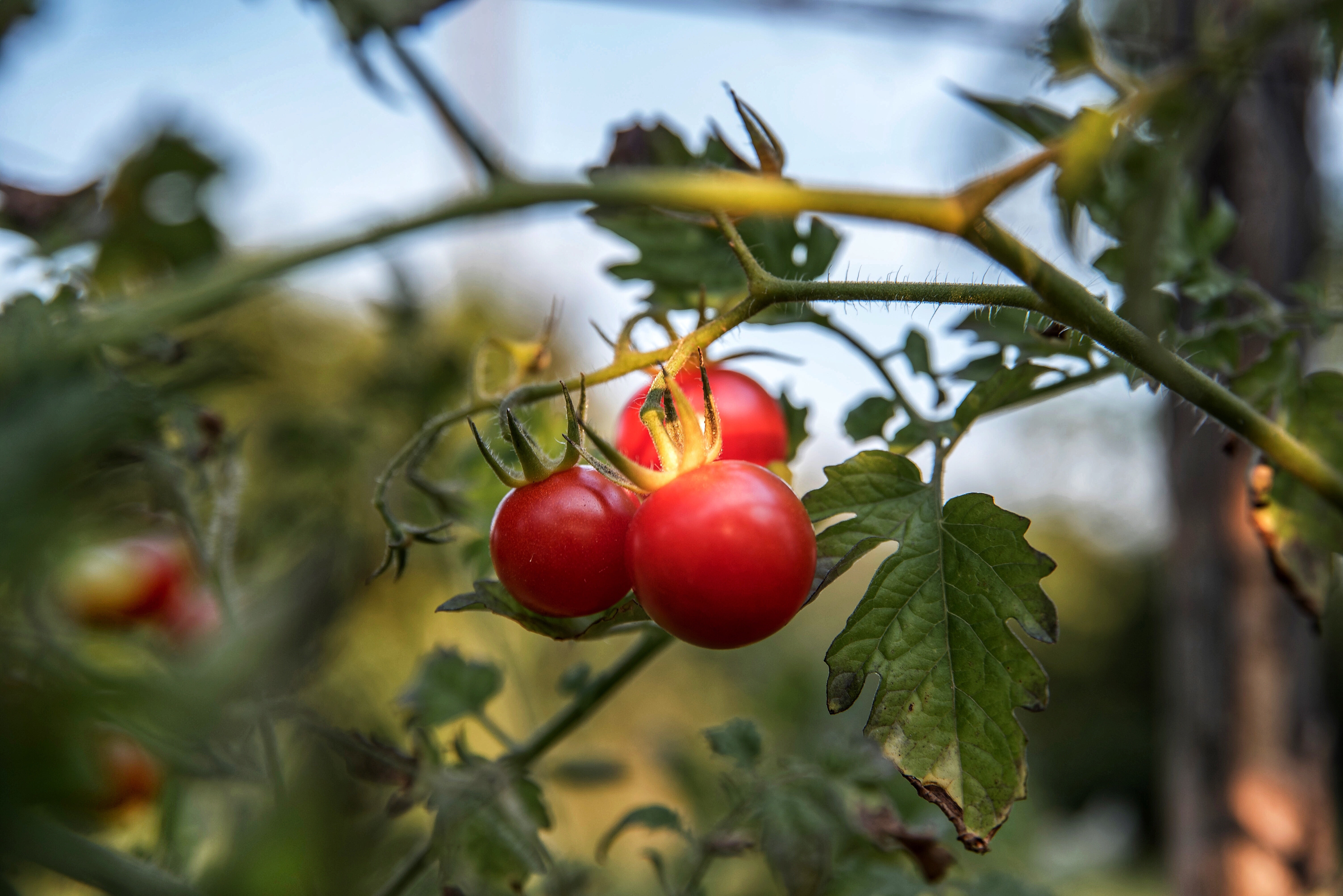 The Tomato Fields